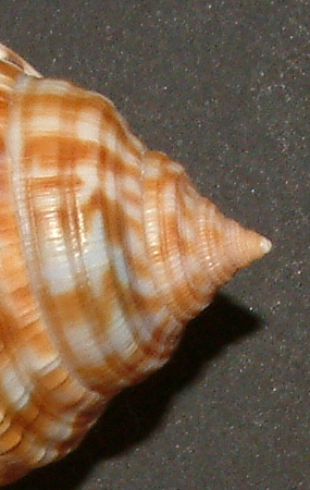 Phalium granulatum pullus